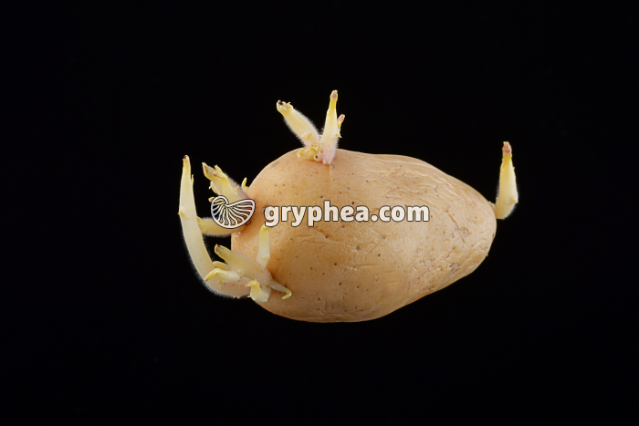 Pomme de terre en germination - gryphea.org